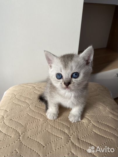 Британская серебристая шиншилла