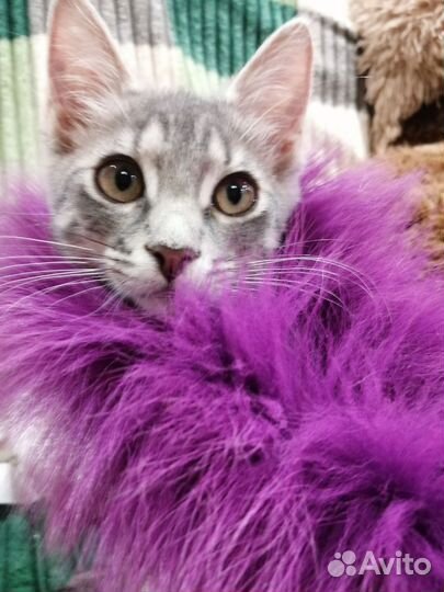 Котенок Игорь 3 месяца окрас дворянский вискас