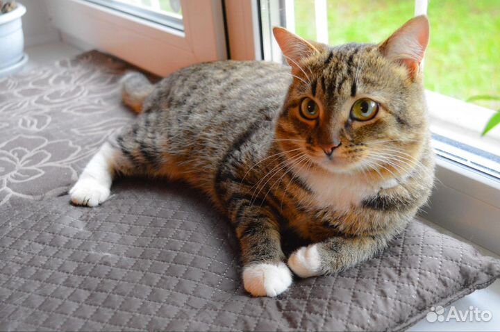 Котик в дар