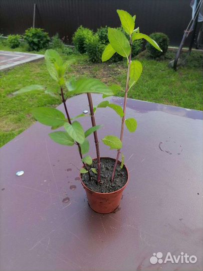 Мята шоколадная