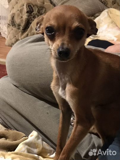 Собака для вязки