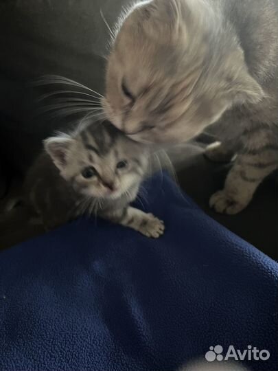 Шотландские котята