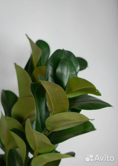 Фикус эластика хлоя