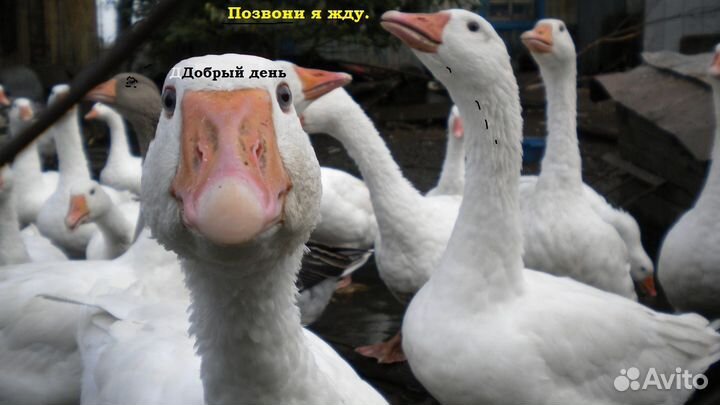 Бройлер несушка утята мулард гусь индюк бройлер ин