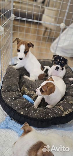 Щенки джек рассела