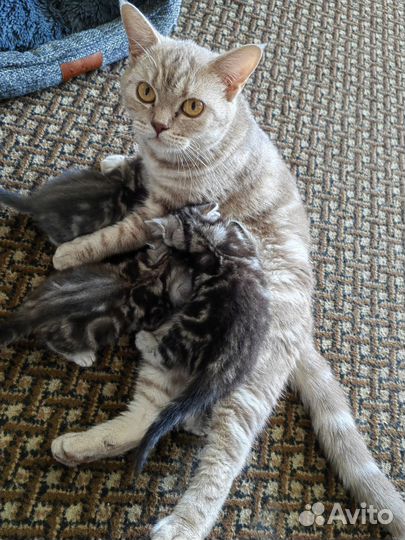Шотландский котенок мальчик