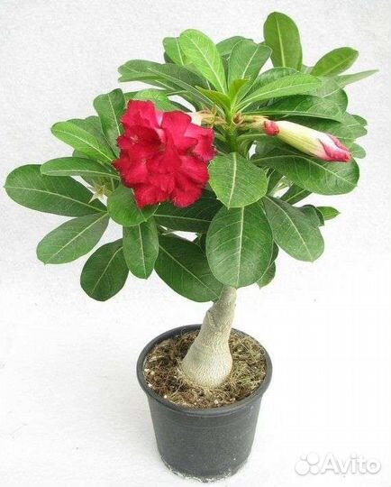 Адениум Обесум (красный)