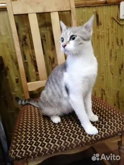 Кошка в дар бесплатно