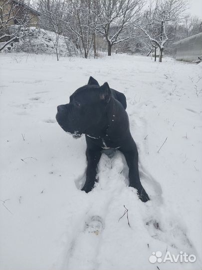 Кобель вязка кане Корсо