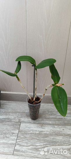 Орхидея каттлея