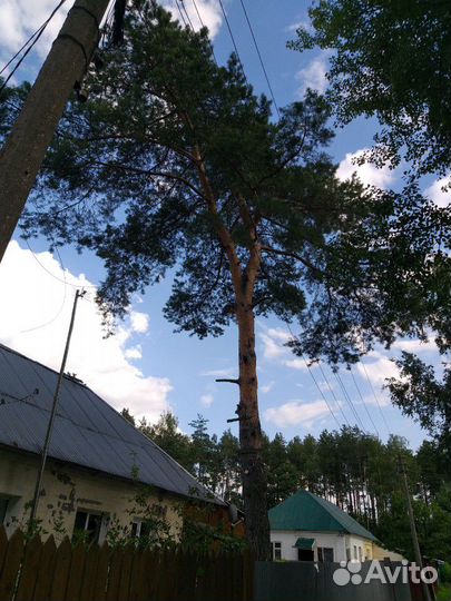 Спил деревьев