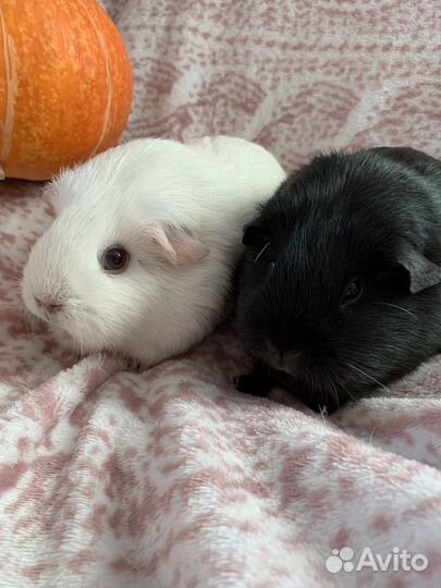 Морские свинки