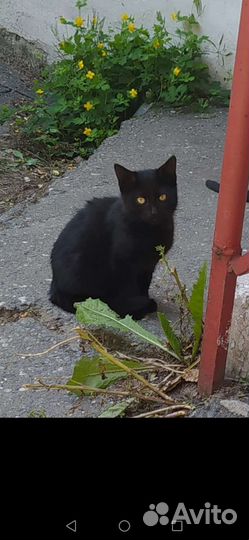 Котенок мальчик