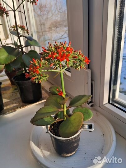 Каланхоэ красный