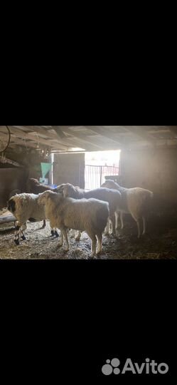 Курдючные бараны