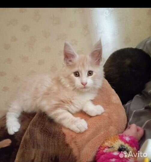 Кот мейн-кун вязка