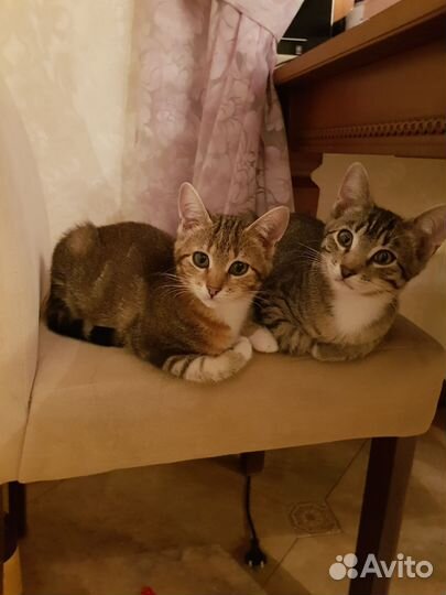 Кошка в дар бесплатно