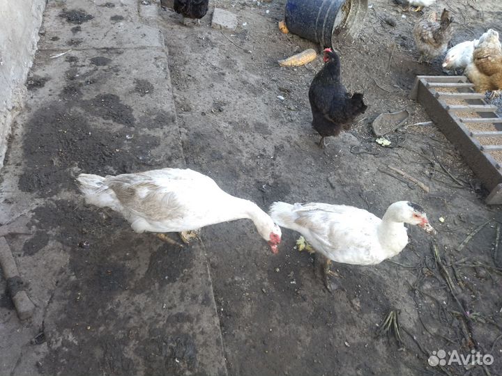 Селезень индоутки