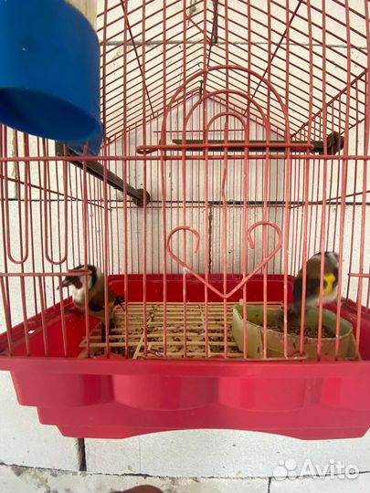 Щегол и птицы