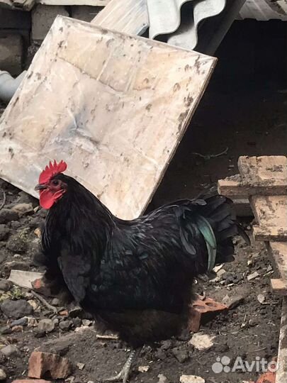 Петух джерсийский гигант