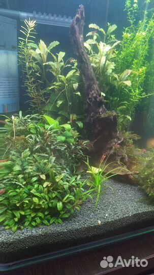 Аквариум-креветочник