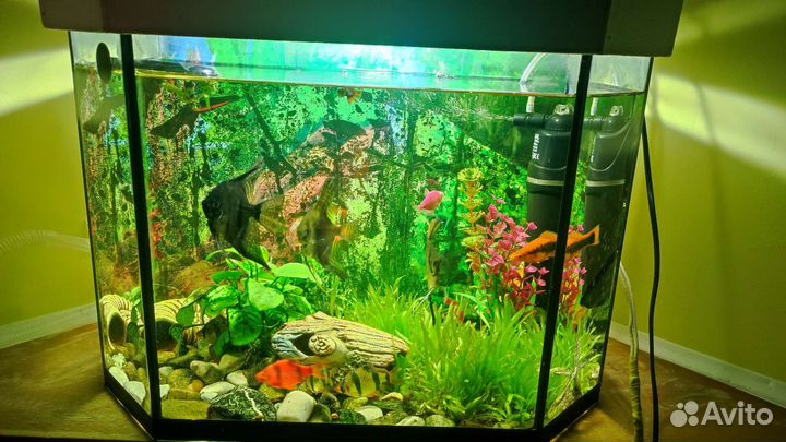 Аквариум с рыбками