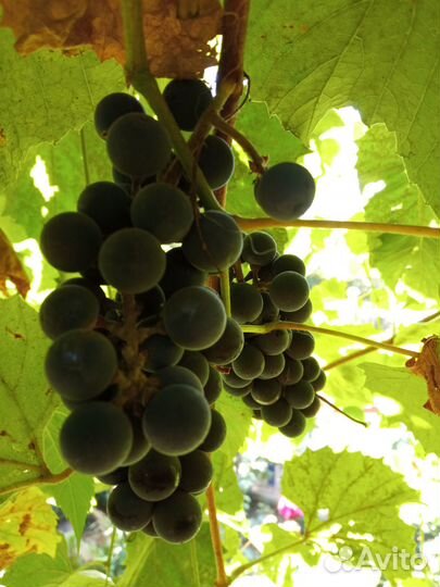 Виноград Изабелла винный