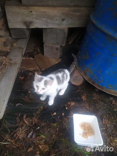 Котенок в добрые руки