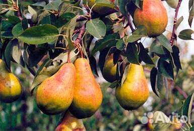 Черенки сортовых яблонь и груш для прививки