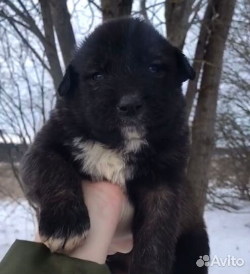 Щенки алабая