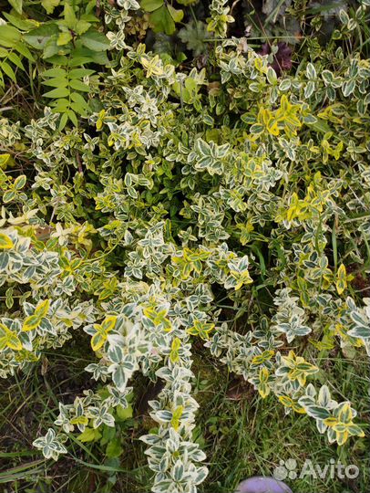 Бересклет форчуна