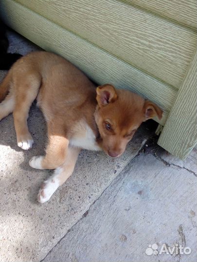 Щенки в добрые руки