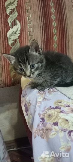 Котята в добрые руки бесплатно
