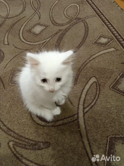 Котятки в добрые руки