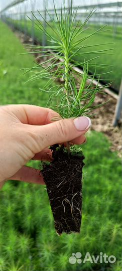 Саженцы сосны и ели окс от производителя