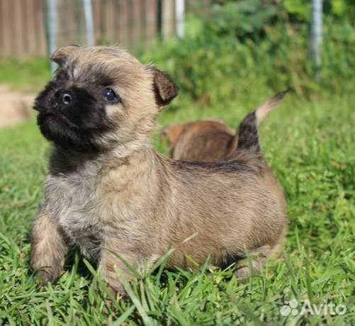 Керн терьер