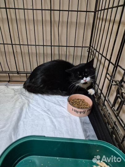 Кошка в поисках дома