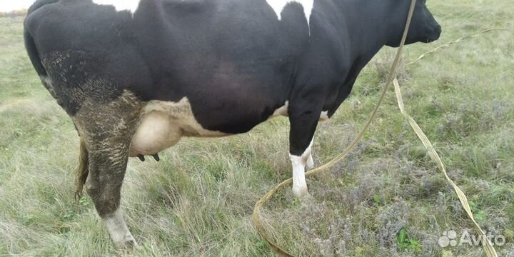 Корова дойная молодая