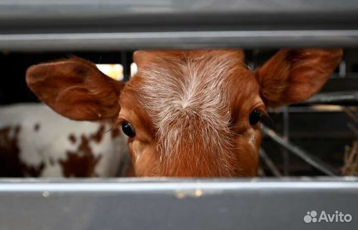 Убой Забой скота крс мрс