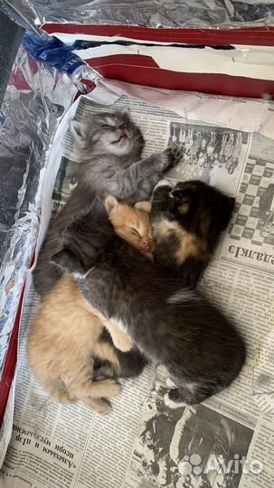 Вислоухие котята