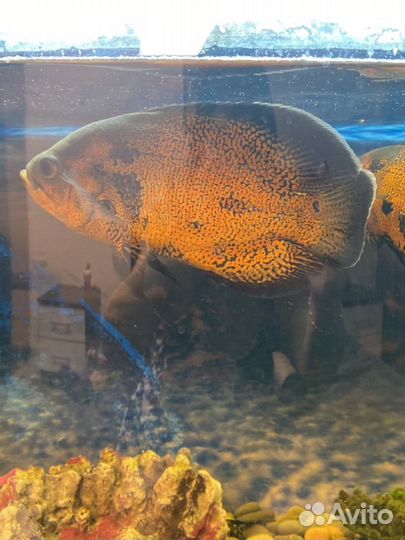 Рыба Цеклиды