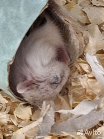 Хомячок мальчик