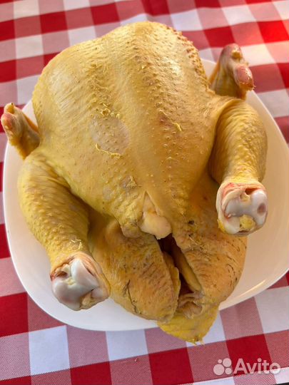 Бройлер домашний