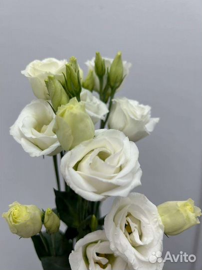 Белая эустома (Лизиантус)