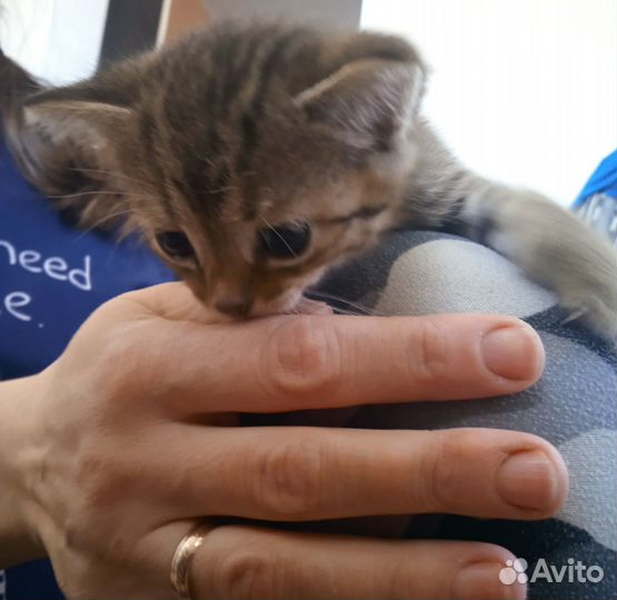 Котята