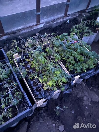 Помидоры, перцы