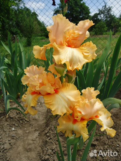 Высокие бородатые ирисы