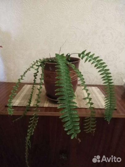 Папоротник