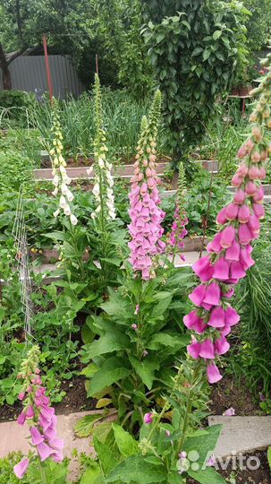 Наперстянка