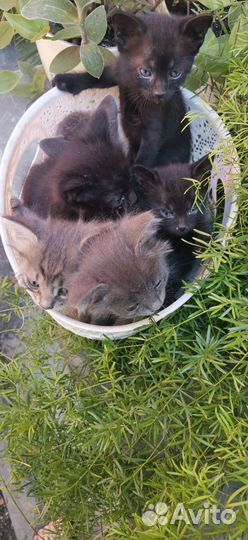 Котята ищут дом